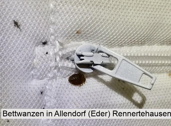 Bettwanzen in Allendorf (Eder) Rennertehausen